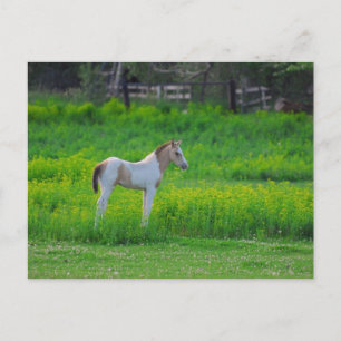 Carte Postale Le Colt