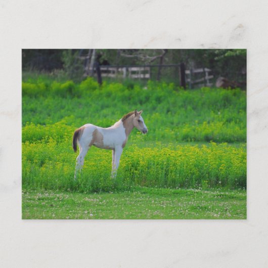 Carte Postale Le Colt (Devant)