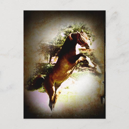 Carte Postale Le Colt Bay (Devant)