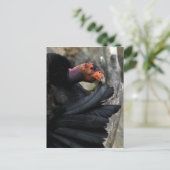 Carte Postale Le Condor californien prévient soigneusement les p (Debout devant)