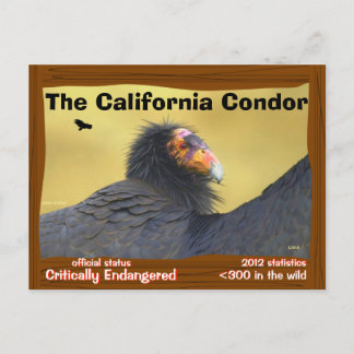 Carte Postale Le Condor de Californie est un oiseau magnifique.
