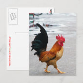 Carte Postale Le Coq A Traversé La Route (Devant / Derrière)