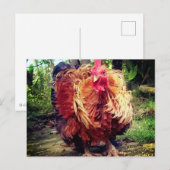 Carte Postale Le Coq de la Maison (Devant / Derrière)
