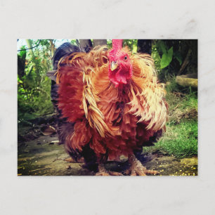 Carte Postale Le Coq de la Maison