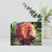 Carte Postale Le Coq de la Maison (Debout devant)