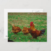 Carte Postale Le coq et ses poulets (Devant / Derrière)