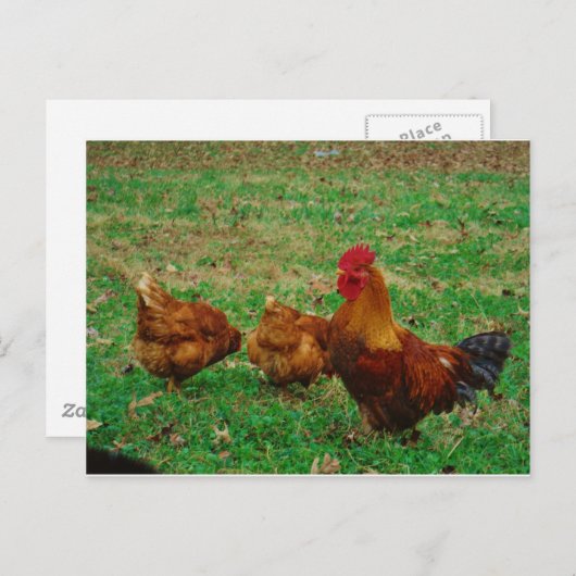 Carte Postale Le coq et ses poulets (Devant / Derrière)