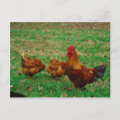 Carte Postale Le coq et ses poulets (Devant)