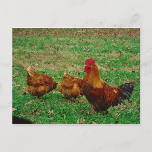 Carte Postale Le coq et ses poulets (Devant)