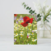 Carte postale - Le Coquelicot rouge (Debout devant)