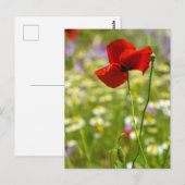 Carte postale - Le Coquelicot rouge (Devant / Derrière)