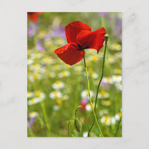 Carte postale - Le Coquelicot rouge