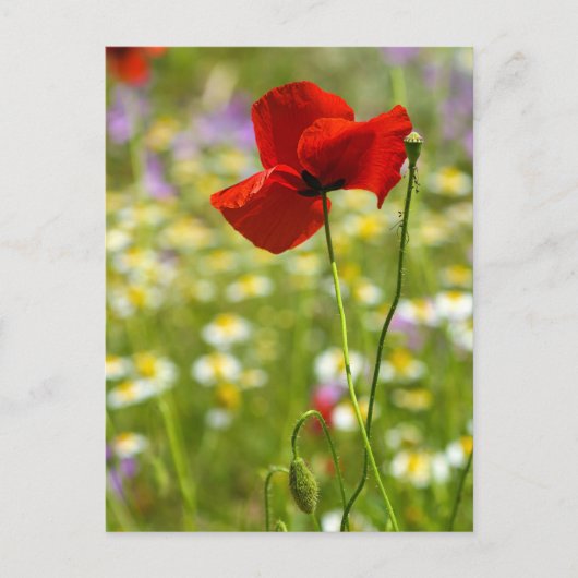 Carte postale - Le Coquelicot rouge (Devant)