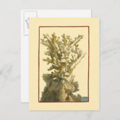 Carte Postale Le corail de la mer (Devant / Derrière)