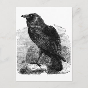Carte Postale Le Corbeau