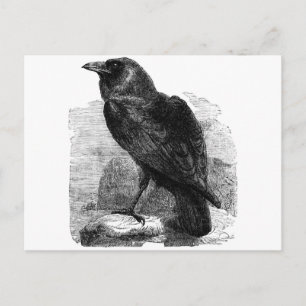 Carte Postale Le Corbeau