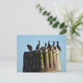 Carte Postale Le Cormorant de Brandt (Debout devant)