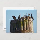 Carte Postale Le Cormorant de Brandt (Devant / Derrière)