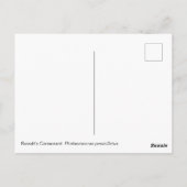 Carte Postale Le Cormorant de Brandt (Dos)