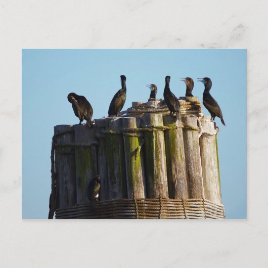 Carte Postale Le Cormorant de Brandt (Devant)