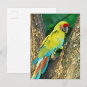 Carte Postale Le Costa Rica, arums Ambigua, grand Macaw. vert (Devant / Derrière)