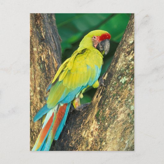 Carte Postale Le Costa Rica, arums Ambigua, grand Macaw. vert (Devant)
