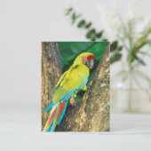 Carte Postale Le Costa Rica, arums Ambigua, grand Macaw. vert (Debout devant)
