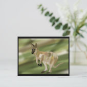 Carte Postale Le coup de pied Wallaby (Debout devant)