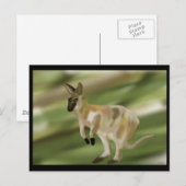 Carte Postale Le coup de pied Wallaby (Devant / Derrière)
