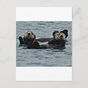 Carte Postale Le couple de loutre