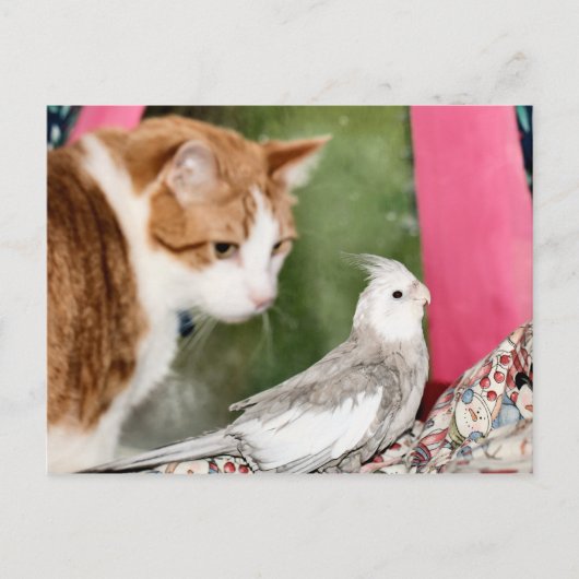 Carte Postale Le couple impair (Devant)