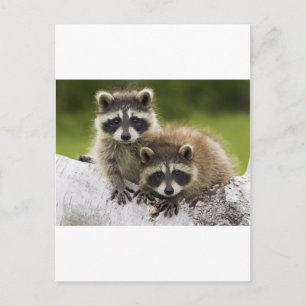 Carte Postale Le couple Raccoon