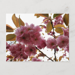 Carte Postale Le crabon de Malus Brandywine Blossom