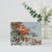 Carte Postale Le crabon de Malus Brandywine Blossom (Debout devant)