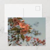 Carte Postale Le crabon de Malus Brandywine Blossom (Devant / Derrière)