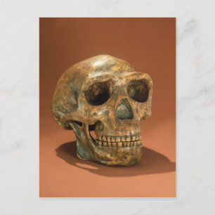 Carte Postale Le crâne reconstruit de l'homme de Pékin