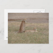 Carte Postale Le cratère de Cheetahs-Ngorongoro (Devant / Derrière)