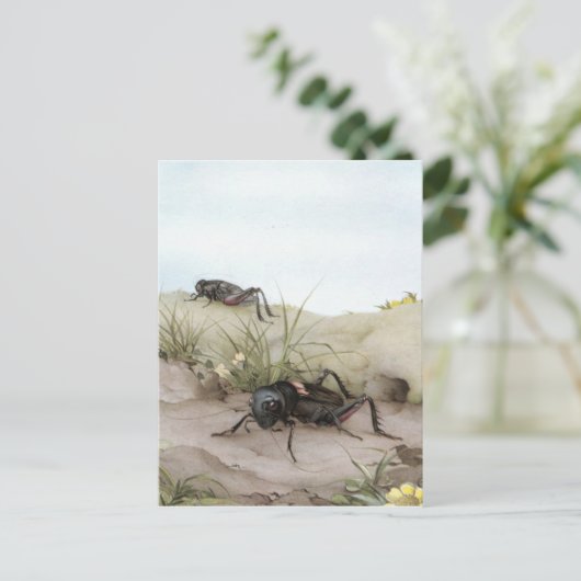 CARTE POSTALE LE CRICKET DE CHAMP (Debout devant)