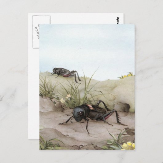 CARTE POSTALE LE CRICKET DE CHAMP (Devant / Derrière)