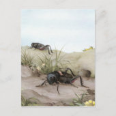 CARTE POSTALE LE CRICKET DE CHAMP (Devant)