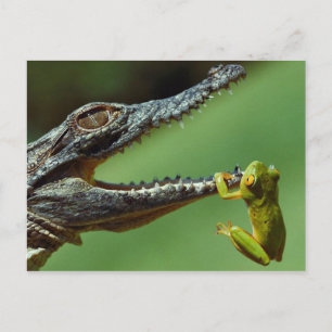 Carte Postale Le Crocodile et la grenouille