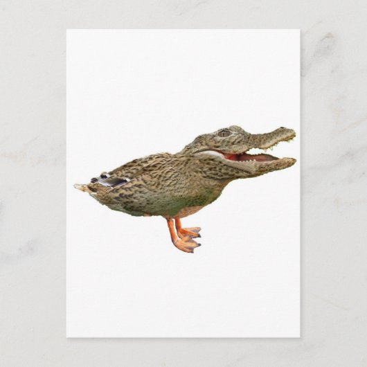 Carte Postale Le Crocoduck aux pieds (Devant)