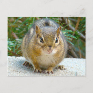 Carte Postale Le Cute Chipmunk A L'Oeil Sur Vous