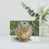 Carte Postale Le Cute Chipmunk A L'Oeil Sur Vous (Debout devant)