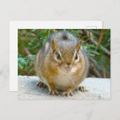 Carte Postale Le Cute Chipmunk A L'Oeil Sur Vous (Devant / Derrière)