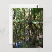 Carte Postale Le Cypress Bog (Devant / Derrière)