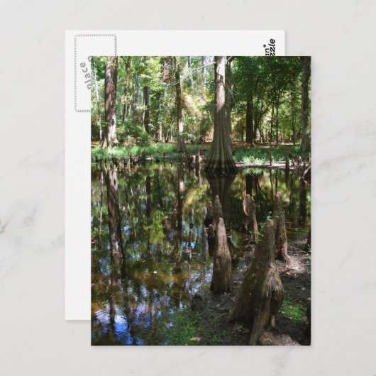 Carte Postale Le Cypress Bog (Devant / Derrière)