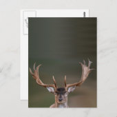 Carte Postale Le daim vous juge (Devant / Derrière)