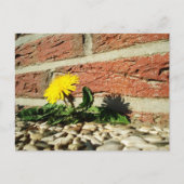 Carte Postale Le Dandelion grandit à travers le rocher Landscapi (Devant)