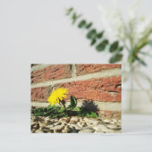 Carte Postale Le Dandelion grandit à travers le rocher Landscapi (Debout devant)